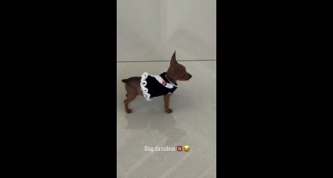 thiago-mendes-veste-seu-cachorro-de-vasco:-‘dog-da-colina’;-veja-video