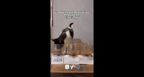gato-vidente-preve-que-o-vasco-vencera-o-botafogo;-veja-video